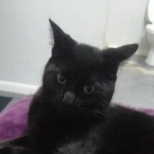 chat with ai character: sprunki in love 