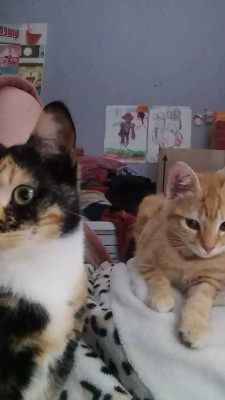 ai character: cat part 1 background