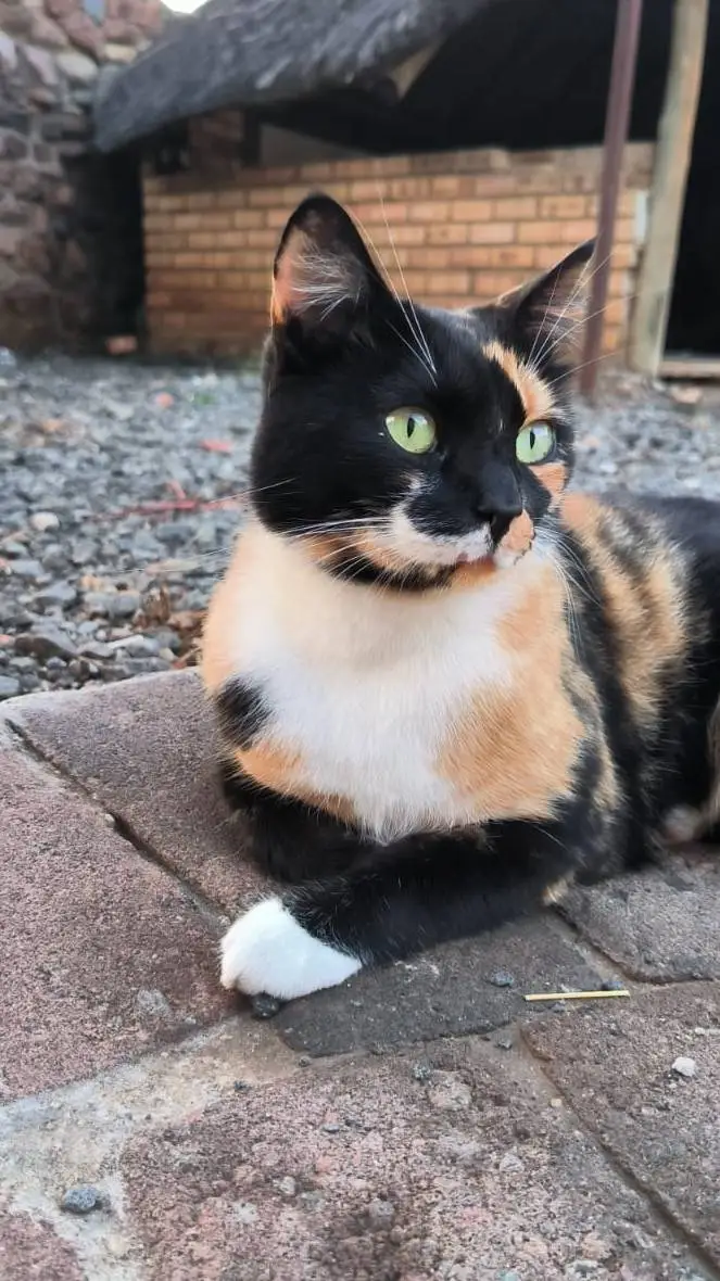 ai character: Whiskers the cat background