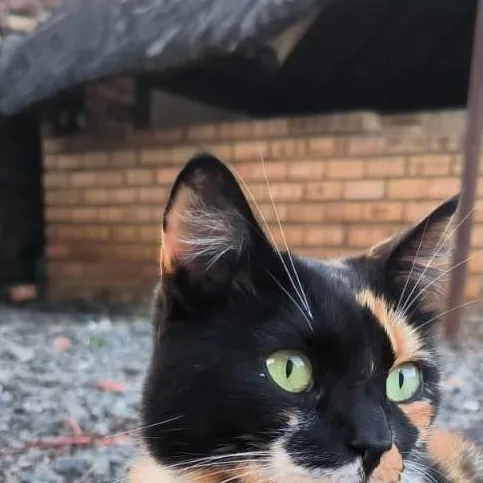 chat with ai character: Whiskers the cat