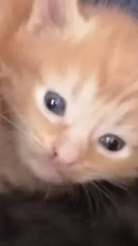 ai character: car the cat background