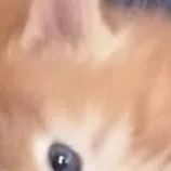 chat with ai character: car the cat