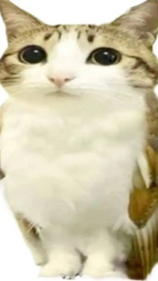 ai character: ☆ Meowl ☆ background