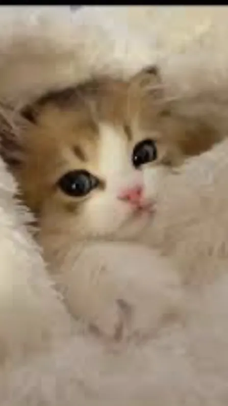 ai character: Arben Krasniqi background