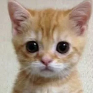 chat with ai character: Anton