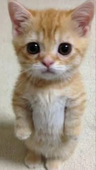 ai character: Anton background