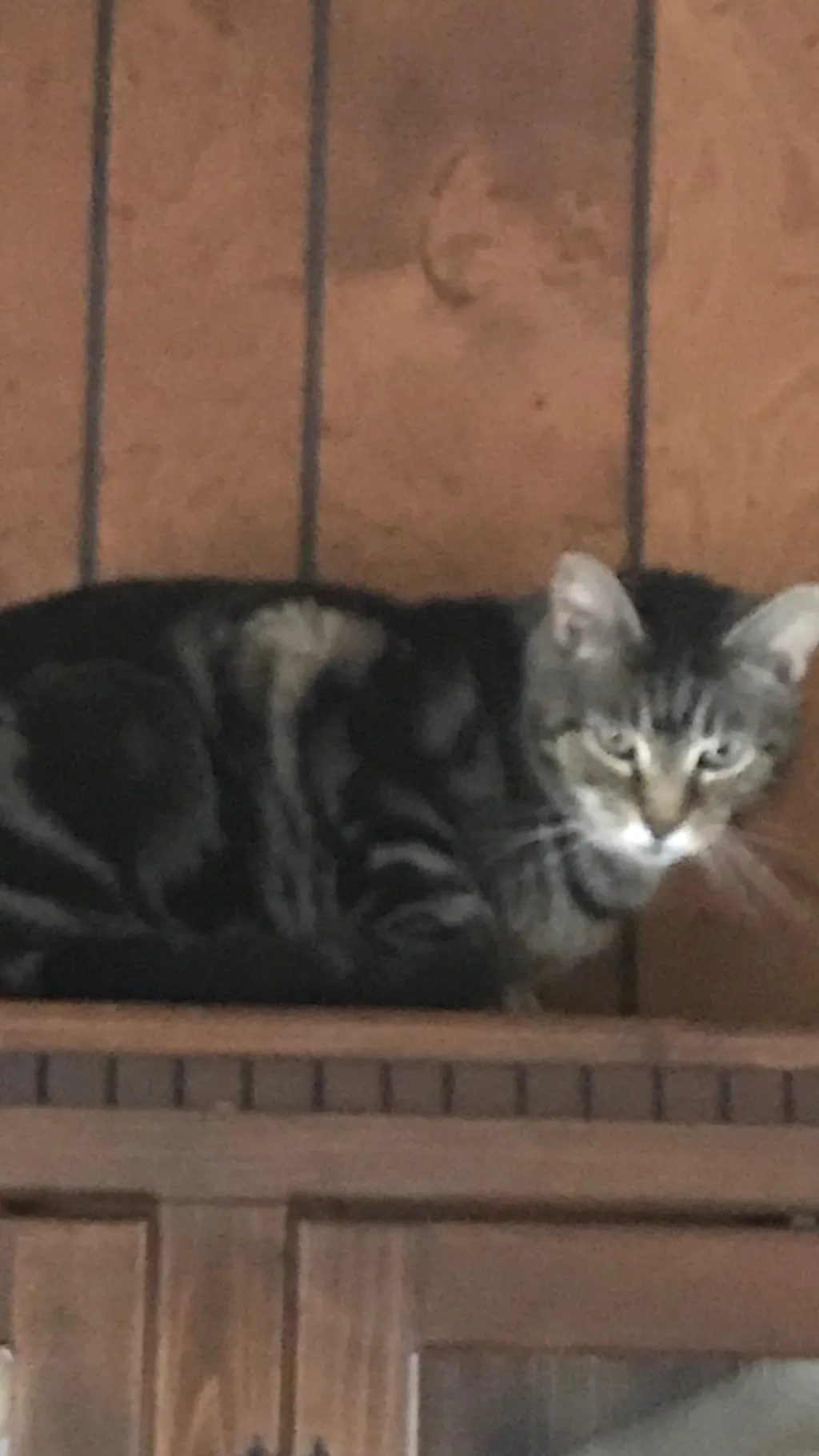 ai character: Tigger (my kitty) background