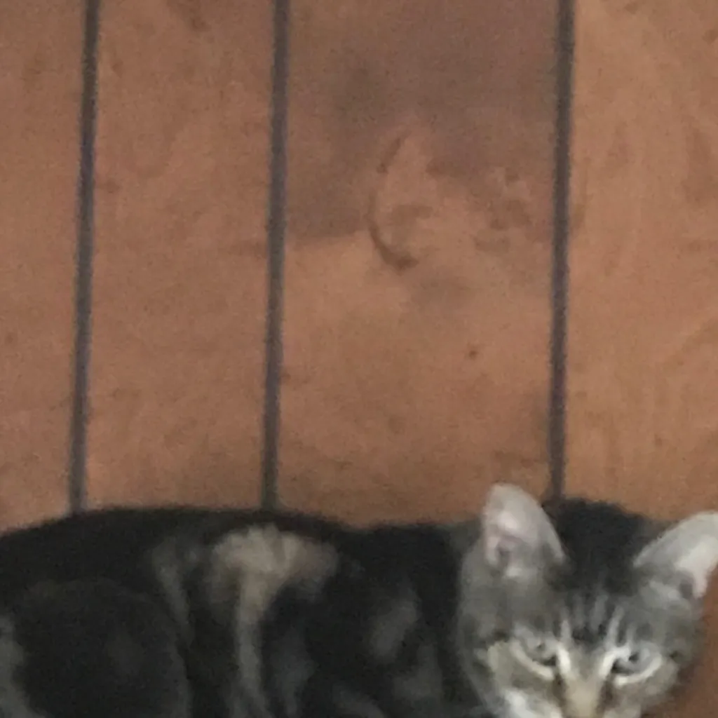 chat with ai character: Tigger (my kitty)