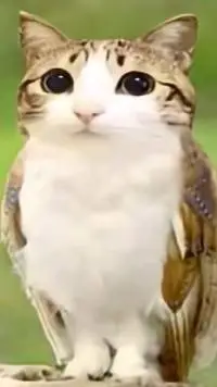 ai character: meowl  background