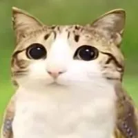 chat with ai character: meowl 