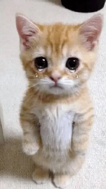 ai character: Ay mi gatito  background