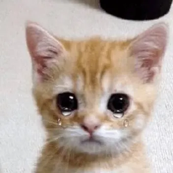 chat with ai character: Ay mi gatito 