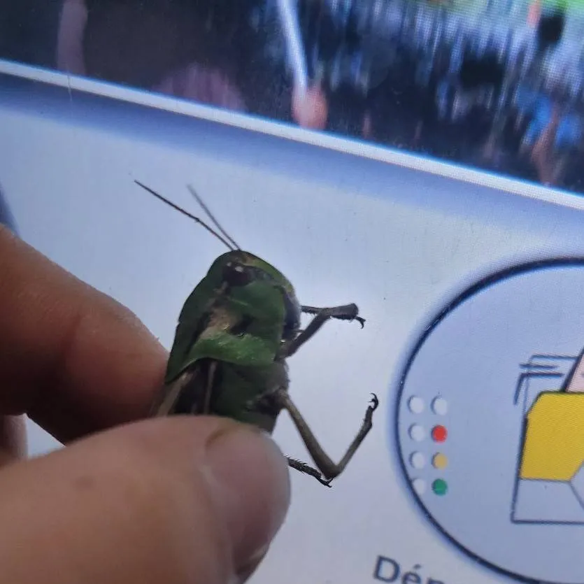 chat with ai character: STelthuFI