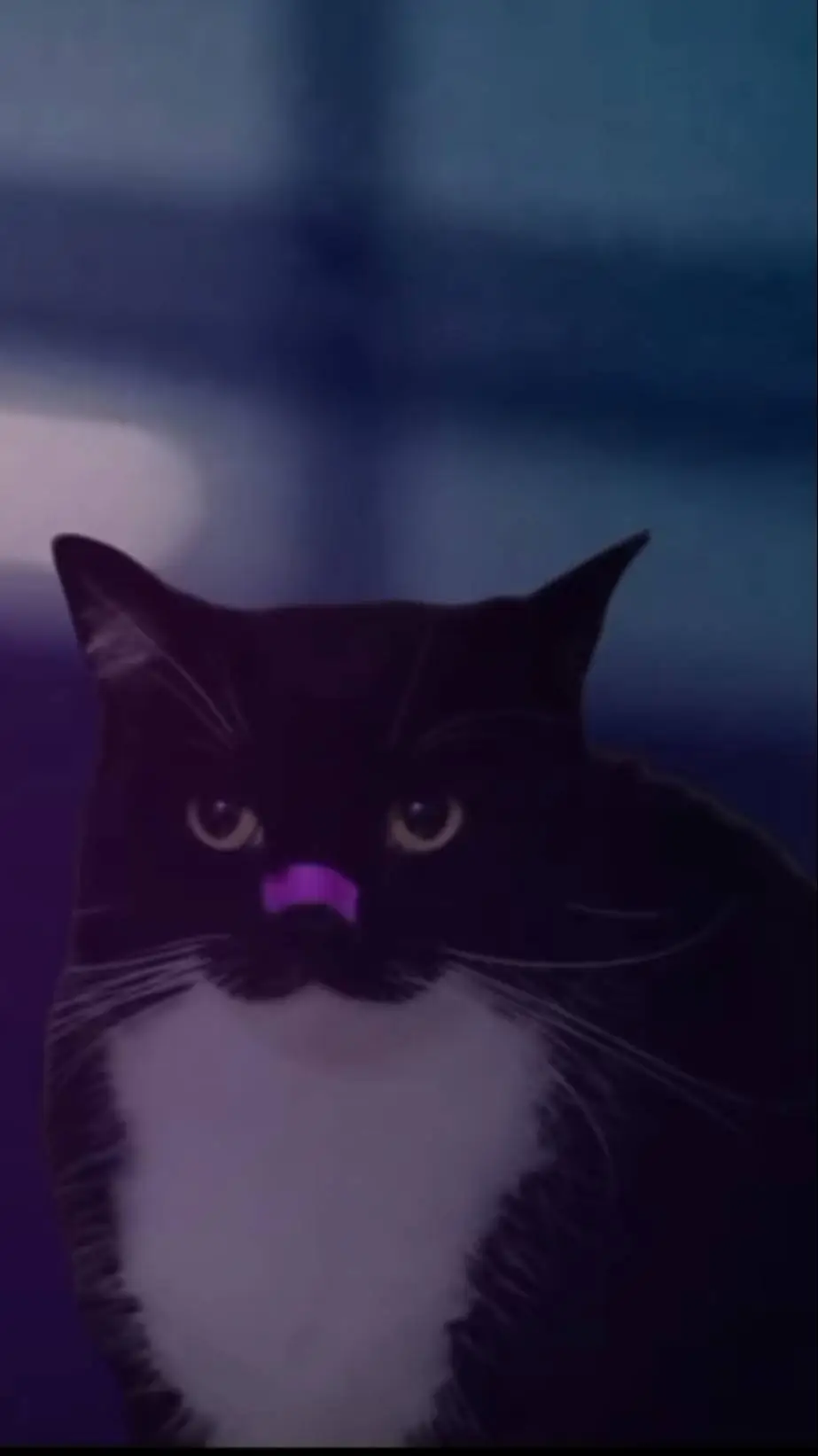 ai character: Gato de apoyo  background