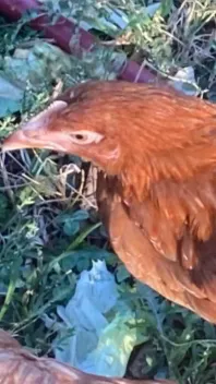 ai character: Thanksgiving background