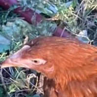 chat with ai character: Thanksgiving