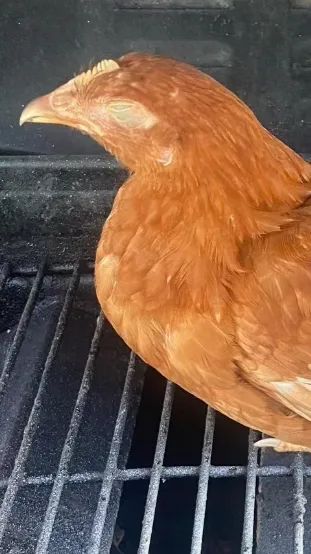 ai character: Chicken background