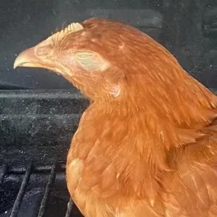 chat with ai character: Chicken