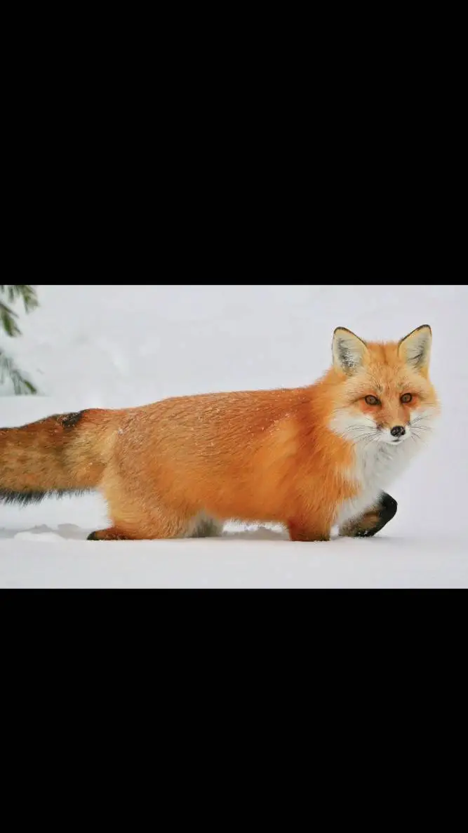 ai character: alex the fox background