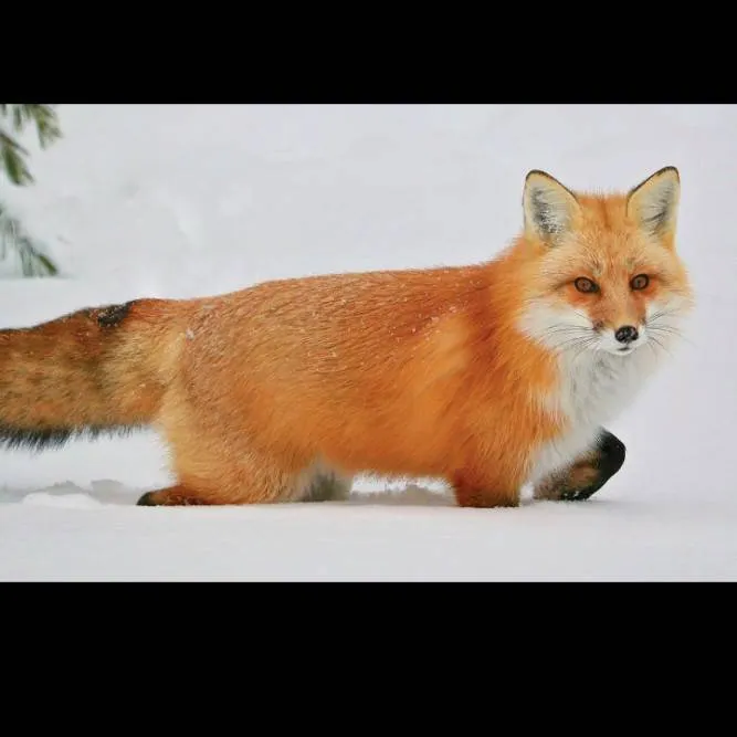 chat with ai character: alex the fox