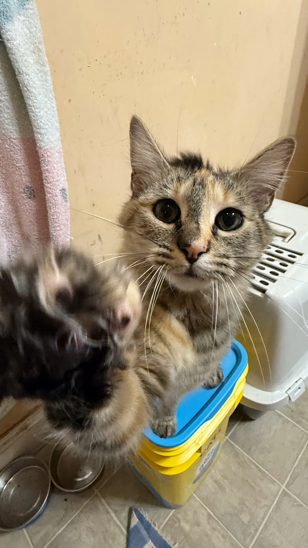 ai character: Foolish xponkxSam background