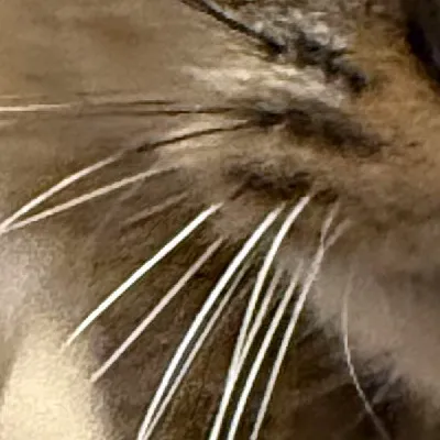 chat with ai character: Foolish xponkxSam