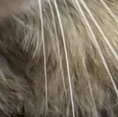 chat with ai character: Bottombur 