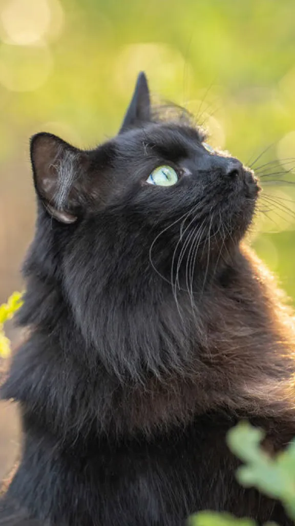 ai character: Skephalo background