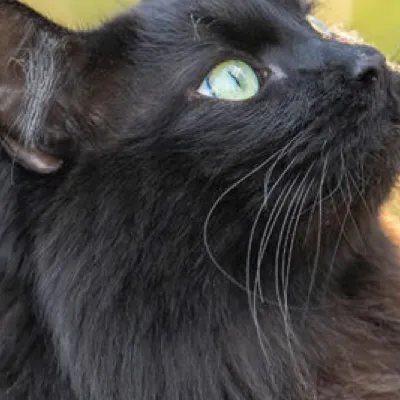 chat with ai character: Skephalo