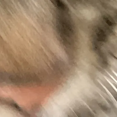 chat with ai character: A cat