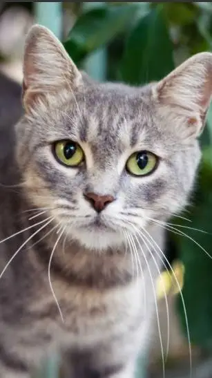 ai character: gray cat background