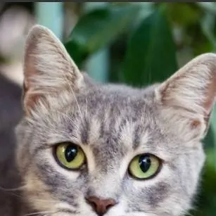 chat with ai character: gray cat