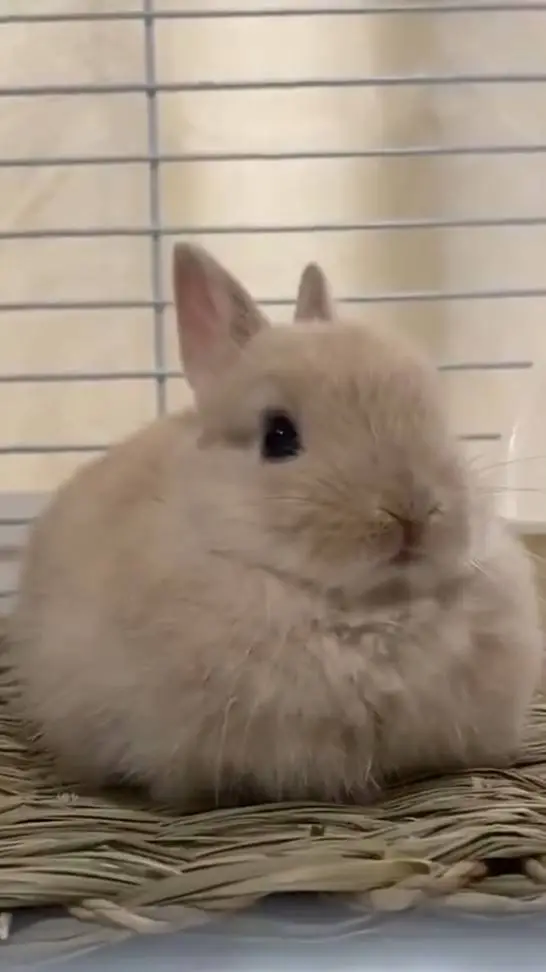 ai character: Stray bunny background