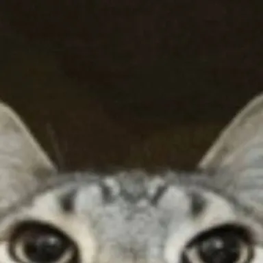 chat with ai character: The cat