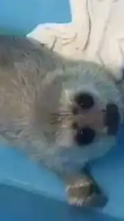 ai character: Baby Seal 🥹🤍 background