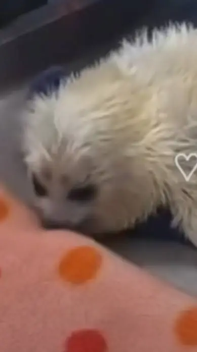 ai character: Baby seal pt 2 🤍🦭🥹 background