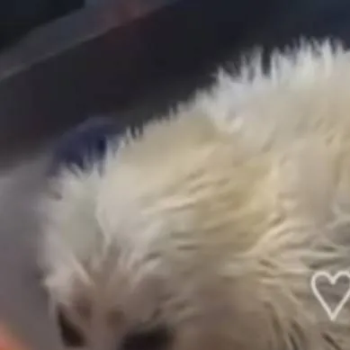 chat with ai character: Baby seal pt 2 🤍🦭🥹