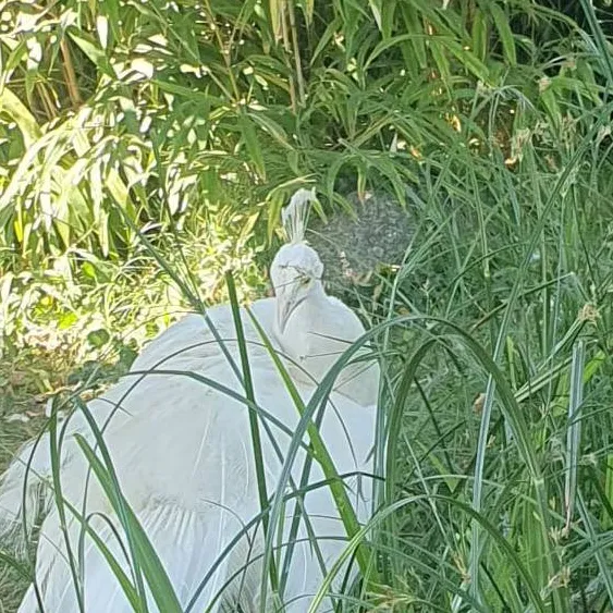 chat with ai character: SolNex!