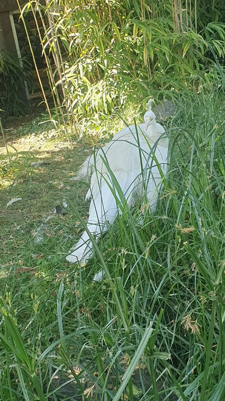 ai character: SolNex! background