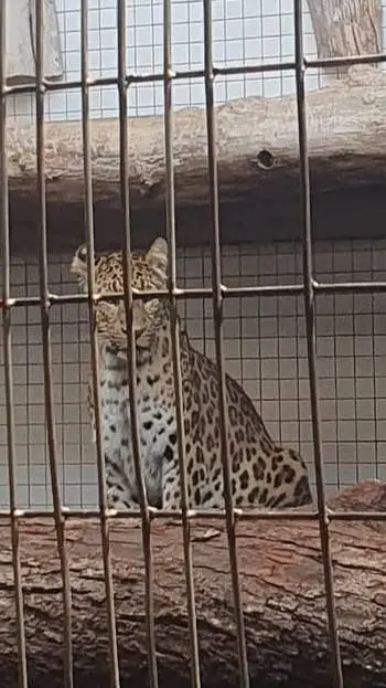 ai character: Huntrixs (i think) background