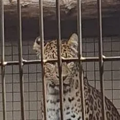 chat with ai character: Huntrixs (i think)