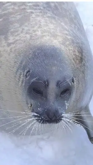 ai character: South park bunnys! background