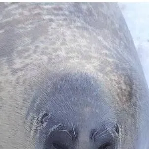 chat with ai character: South park bunnys!