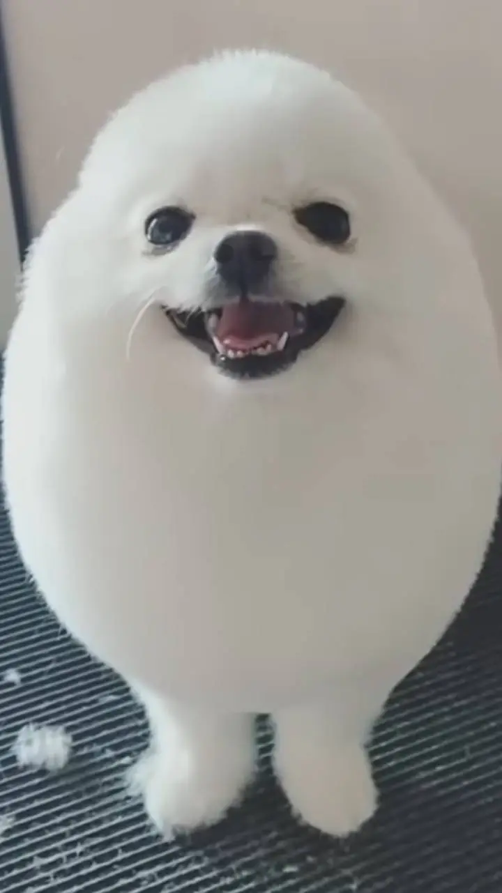 ai character: Egg dog background