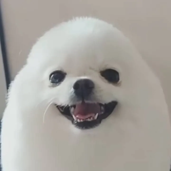 chat with ai character: Egg dog