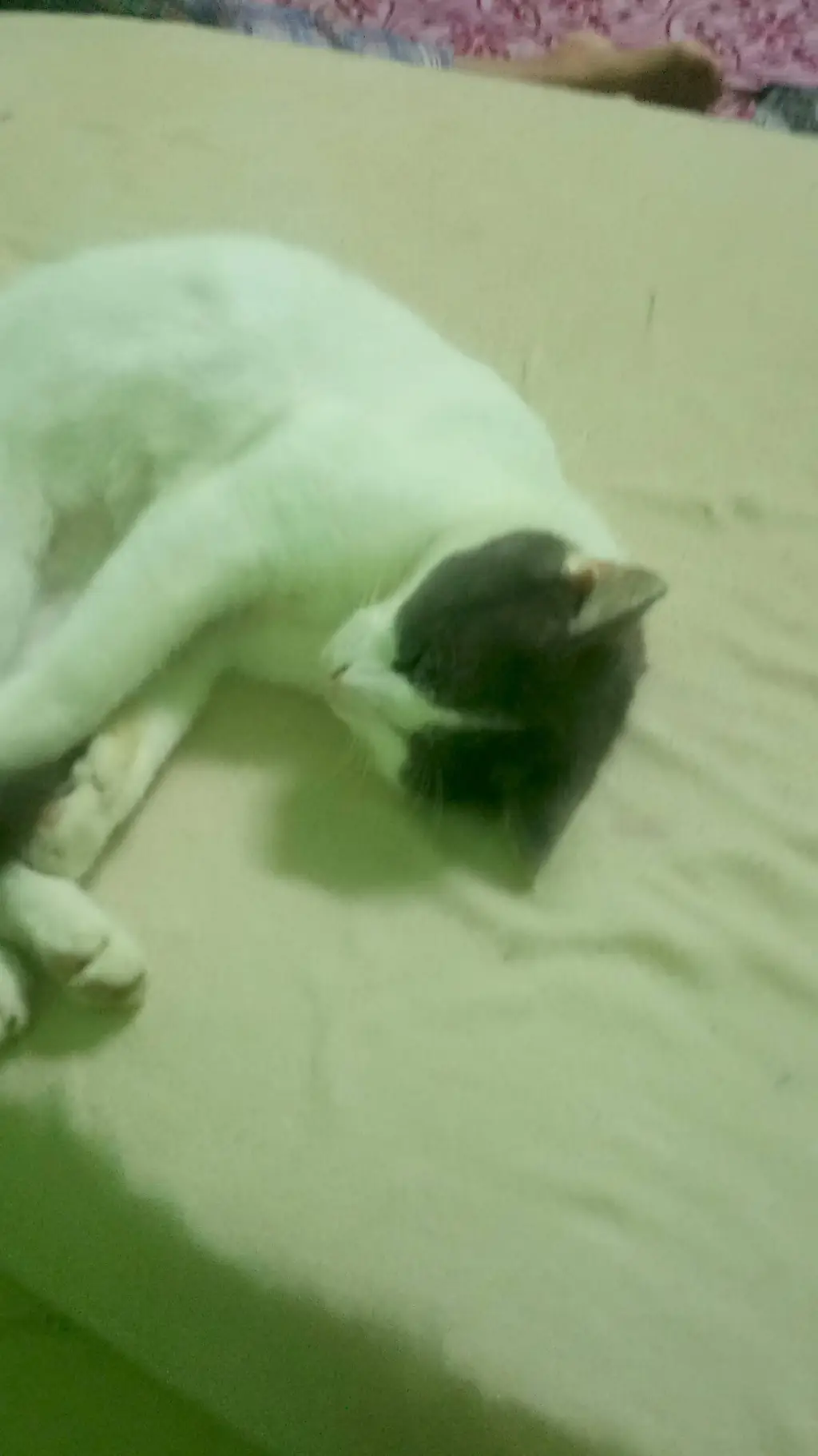 ai character: bagak background