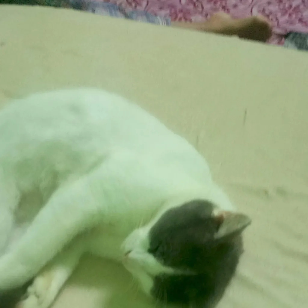 chat with ai character: bagak