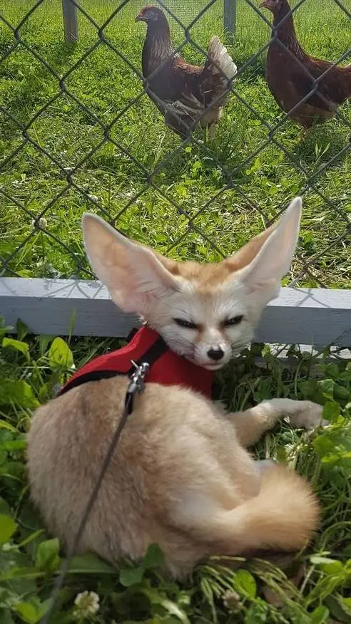 Talkie AI - Chat with Tony