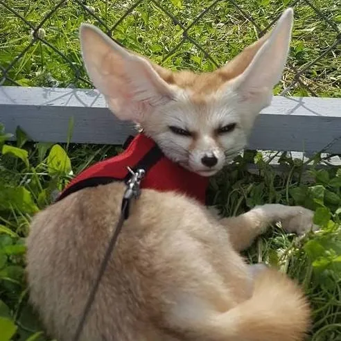 chat with ai character: Tony