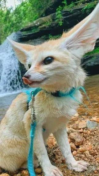 Talkie AI - Chat with Bob